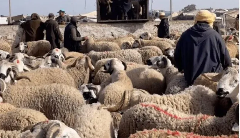 السلطات المغربية تقرر غلق أسواق المواشي لمدة أسبوع