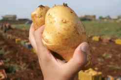 عين الدفلى.. الوصول إلى إنتاج 4 ملايين قنطار من البطاطا سنويا