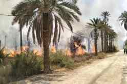 المغير.. حريق يأتي على 112 نخلة بغابات النخيل بسيدي عمران