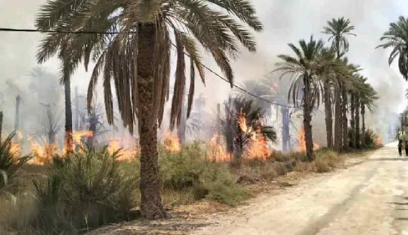 المغير.. حريق يأتي على 112 نخلة بغابات النخيل بسيدي عمران