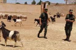 درك تبسة يحجز 85 رأسا من الماشية موجهة للتهريب