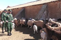 غليزان.. تفكيك شبكتين لسرقة المواشي في القطار وبن داود