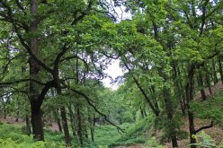 عنابة.. العثور على الشبان الأربعة التائهين في غابات سرايدي