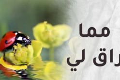 مما راق لي.. الله يحبك دائما