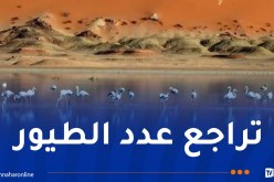 رصد 157 طائراً معشّشاً في إيليزي