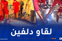 عين تموشنت.. مياه البحر تلفظ دلفين ميت بشاطئ مالوس