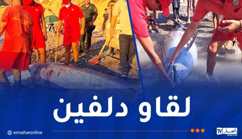 عين تموشنت.. مياه البحر تلفظ دلفين ميت بشاطئ مالوس