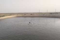 سعيدة.. انتشال جثتي غريقين من حوض مائي