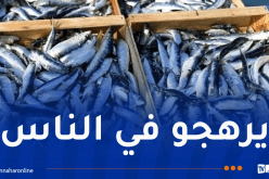 غليزان.. حجز قرابة 10 قناطير من السمك الفاسد