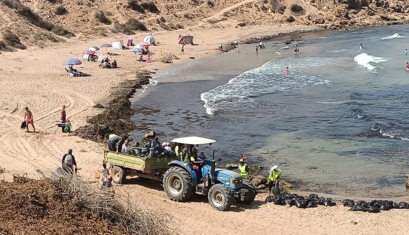 بعد غزو الطحالب البحرية..تواصل حملة تنظيف الشواطئ عبر 14 ولاية