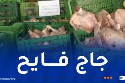 العاصمة: حجز 13.5 قنطار من الدجاج الفاسد موجهة للاستهلاك البشري
