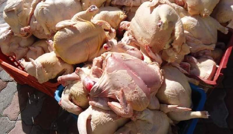 بجاية: حجز قرابة 5 قنطار من اللحوم البيضاء الفاسدة