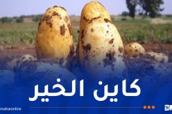 توفير البطاطا في السوق.. هذا هو الجديد