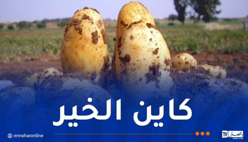 توفير البطاطا في السوق.. هذا هو الجديد