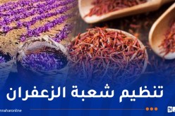 إطلاق الاستراتيجية الوطنية لتطوير زراعة الزعفران وتعميمها بالجزائر