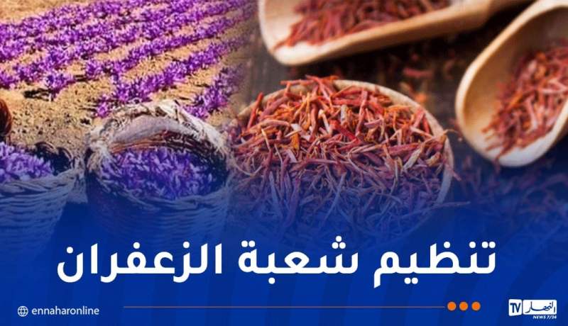 إطلاق الاستراتيجية الوطنية لتطوير زراعة الزعفران وتعميمها بالجزائر