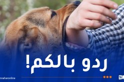 أم البواقي: تشكيل خلية متابعة بعد اكتشاف حالات للإصابة بداء الكلب