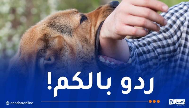 أم البواقي: تشكيل خلية متابعة بعد اكتشاف حالات للإصابة بداء الكلب