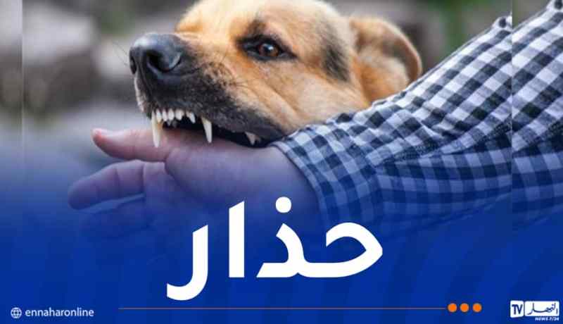 حمادي: إرتفاع مقلق لإصابات داء الكلب بالجزائر.. خطة وطنية للقضاء عليه