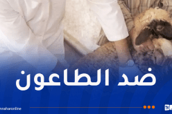 تلقيح أزيد من 244 ألف رأس غنم وماعز بأم البواقي