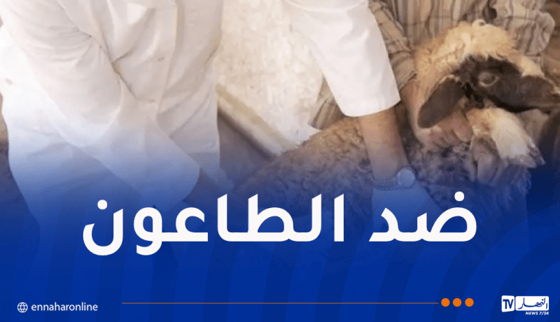 تلقيح أزيد من 244 ألف رأس غنم وماعز بأم البواقي