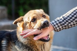 وفاة ضحية ثانية بداء الكلب في أم البواقي