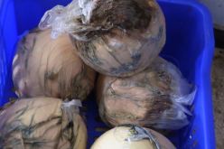 شرطة تلمسان تحجز أكثر من 300 قنطار من الجبن الفاسد 