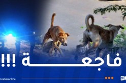 المسيلة: وفاة مأساوية لطفلة في الثالثة من عمرها بعد هجوم كلاب ضالة بحي مزرير