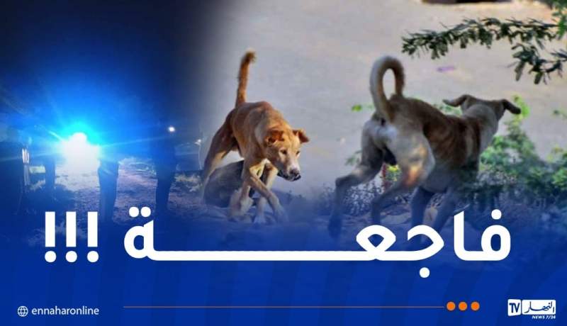 المسيلة: وفاة مأساوية لطفلة في الثالثة من عمرها بعد هجوم كلاب ضالة بحي مزرير