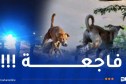 سبعة كلاب ضالة تهاجم طفلًا بمنطقة بڨاڨة في خنشلة