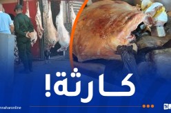 حجز كمية معتبرة من لحوم الأغنام غير صالحة للإستهلاك بوهران