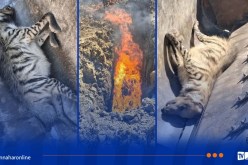 تيسمسيلت.. إتلاف جثة ضبع بخميستي حفاظا على الصحة العمومية