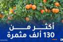 أشجار تتواءم مع طبيعة كل منطقة.. هذه أماكن الغرس ليوم 25 أكتوبر