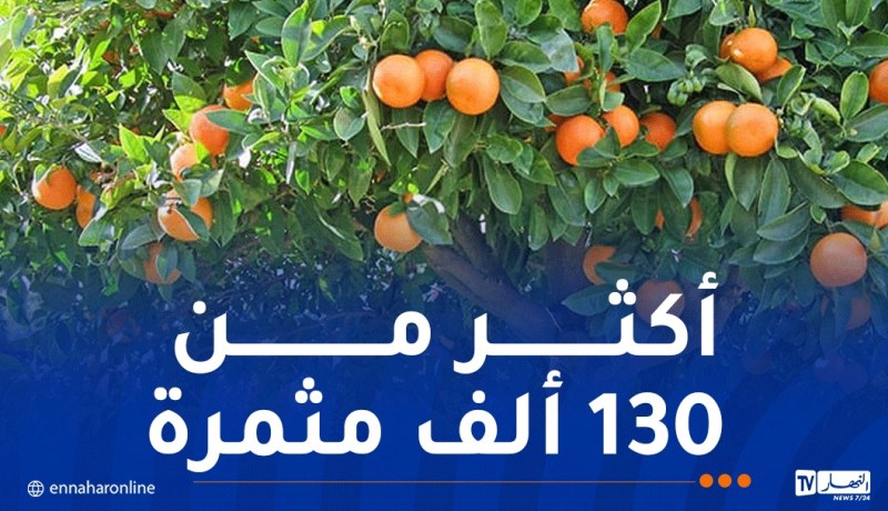 أشجار تتواءم مع طبيعة كل منطقة.. هذه أماكن الغرس ليوم 25 أكتوبر