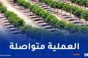 حملة المليون..غرس 12 ألف شجرة على مستوى مقطع خيرة بالعاصمة