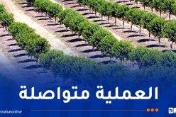 حملة المليون..غرس 12 ألف شجرة على مستوى مقطع خيرة بالعاصمة