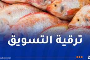 منصة رقمية جديدة لتسويق سمك البلطي الأحمر