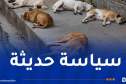 وزارة الفلاحة: الوقف الفوري والنّهائي لحملات قتل الحيوانات الضالة