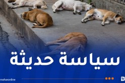 وزارة الفلاحة: الوقف الفوري والنّهائي لحملات قتل الحيوانات الضالة
