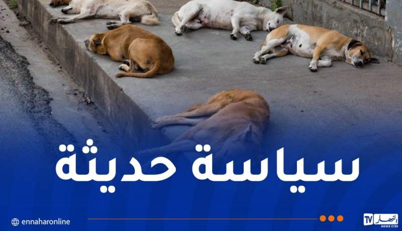 وزارة الفلاحة: الوقف الفوري والنّهائي لحملات قتل الحيوانات الضالة