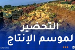 لتمويل السوق بداية أفريل المقبل.. غرس 10 آلاف هكتار من البطاطا