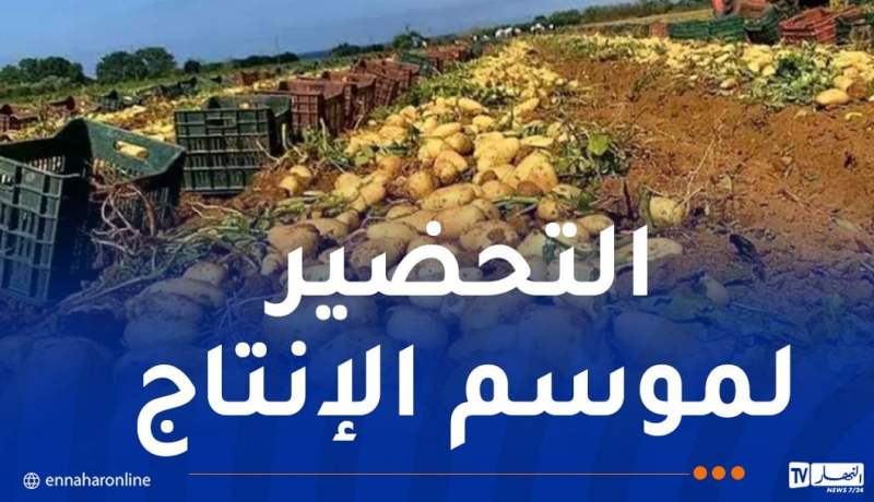 لتمويل السوق بداية أفريل المقبل.. غرس 10 آلاف هكتار من البطاطا