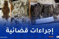 محافظة الغابات توقف شخصا بحوزته جلود وبقايا محنطة لحيوانات محمية بباتنة