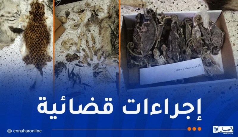 محافظة الغابات توقف شخصا بحوزته جلود وبقايا محنطة لحيوانات محمية بباتنة