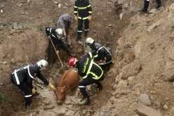 تيسمسيلت.. إنقاذ بقرة عالقة في الوحل بسيدي براجع