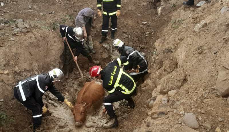 تيسمسيلت.. إنقاذ بقرة عالقة في الوحل بسيدي براجع