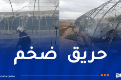 نفوق 8500 صوص إثر حريق بيوت بلاستيكية بالشلف