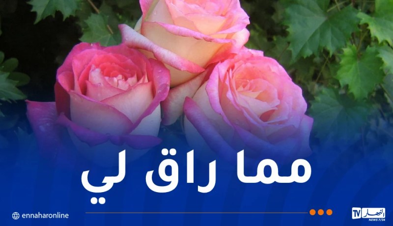 ماذا عساي أفعل؟.. من أي صنف أنت؟