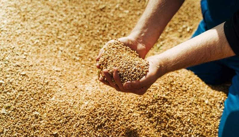 ولاية أم البواقي في المرتبة الأولى وطنياً في إنتاج الشعير