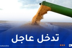 استيراد كميات إضافية من الذرة لضمان استقرار سوق الأعلاف الوطنية